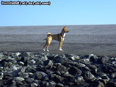 Basenji Ich will nicht so wie Herrchen will !!!