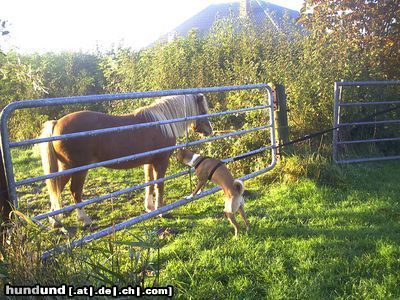 Basenji Jami und seine große Liebe...