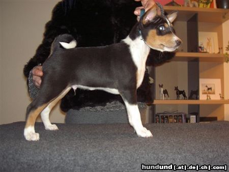 Basenji Bizayo Bashiri van Oxymoron - unser neues Familienmitglied