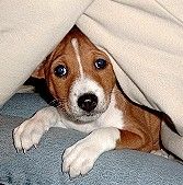 Basenji Unser Puppy aus dem A-Wurf