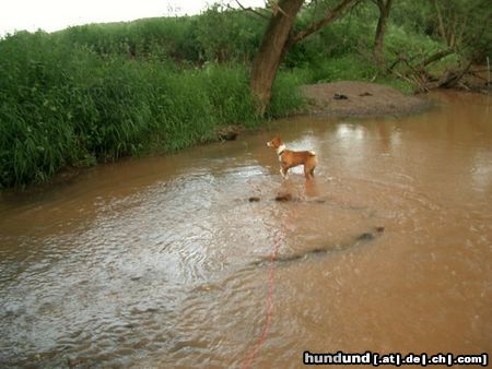 Basenji Abuu Ade liebt Wasser,ganz was besonderes bei Basenjis