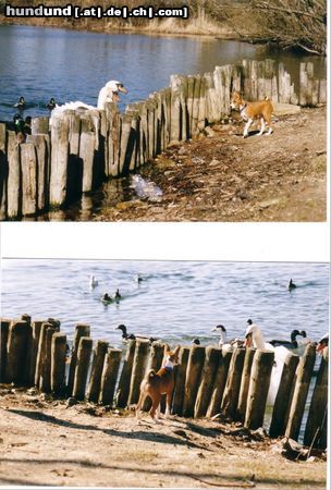 Basenji African Rainbow`s Adanna Ada,Ohne Worte!!!