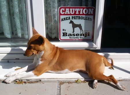 Basenji Basenji Security