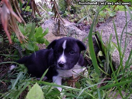 Basenji Jungle-Basenji