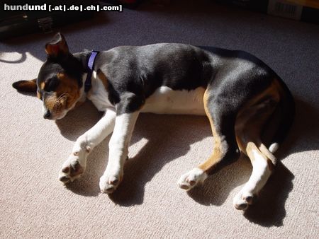 Basenji Welpe, ca 4 Monate alt