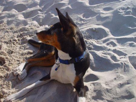 Basenji Belinda im Sand