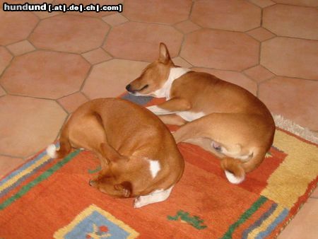 Basenji Bendera & Bushuti