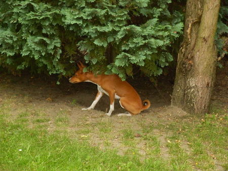 Basenji Buschhund Diri