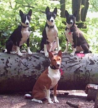 Basenji Freunde