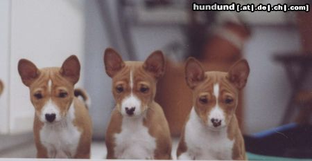 Basenji drei aus unserem C-Wurf