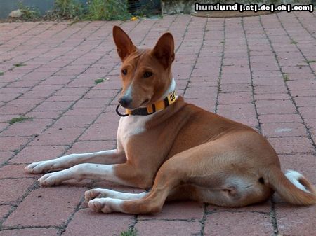 Basenji Old Legend´s Anima (Cleo)