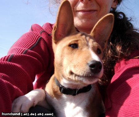 Basenji Cleo