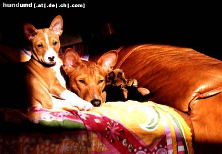 Basenji Coco & Bendera ejoying the sun