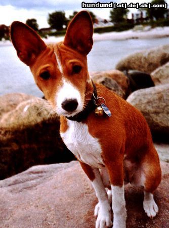 Basenji I'm so cute