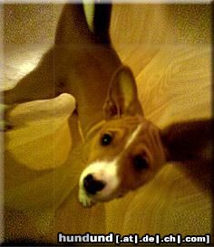 Basenji Coco swirl girl