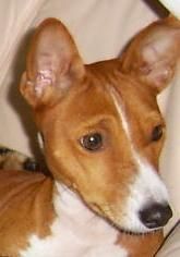 Basenji Coco