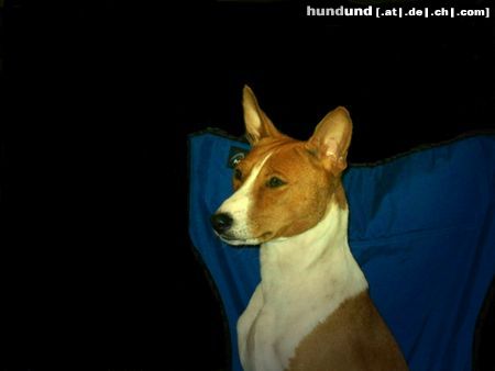 Basenji Reveille Thyme To Fly, BOS auf der Crufts 2004