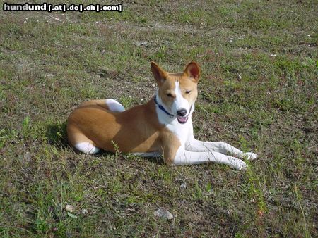 Basenji Edward