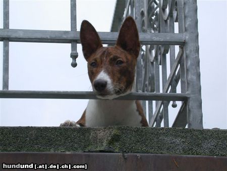 Basenji Asabi läuft dort eine Katze