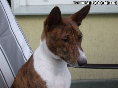 Basenji African Rainbow´s Asabi Ashaki beim Sonnen.