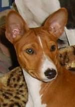 Basenji Diri