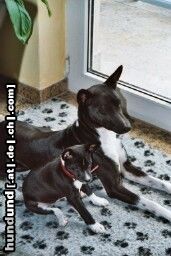 Basenji Vater und Tochter - Aragorn mit Troy