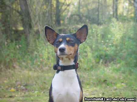 Basenji Belinda