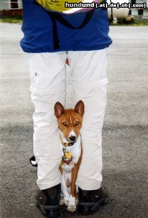 Basenji Neue Züchtung:Roter Basenji mit schwarzem Schwanz