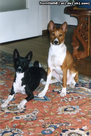 Basenji Luba und Ebo