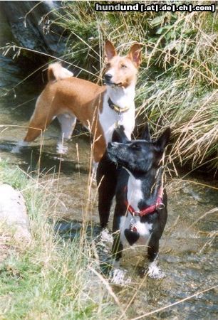 Basenji Ebo und Luba beim Pfötchen kühlen