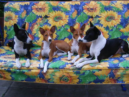 Basenji Eddy, Diri, Coco und Goyo