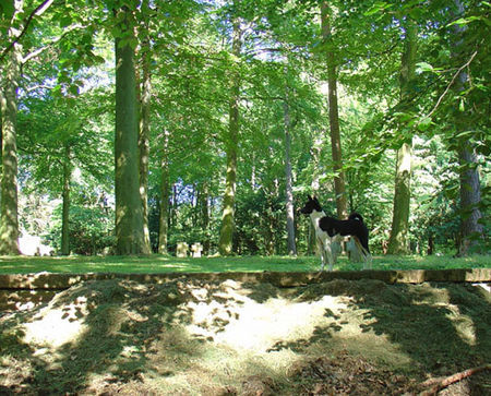 Basenji Spaziergang am Ehrenfriedhof in Heidelberg