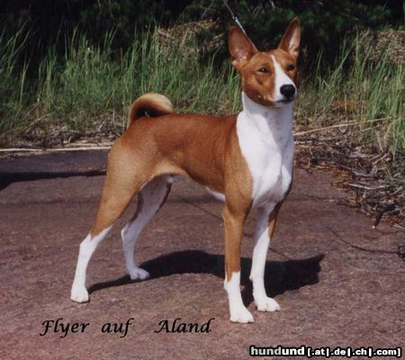 Basenji INT.Ch. Reveille Thyme To Fly