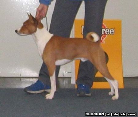 Basenji Flyer auf der Bundessiegerschau in Dortmund