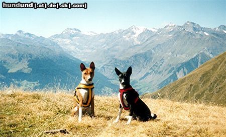 Basenji Ebo und Luba ganz oben