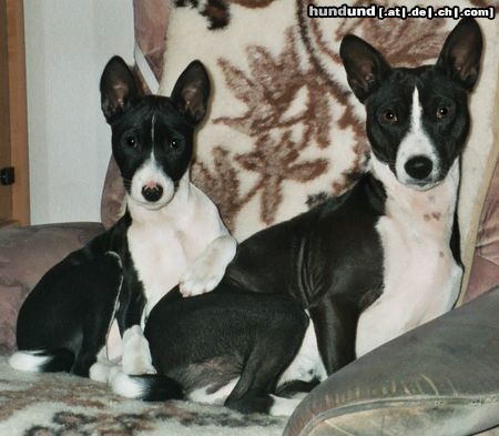 Basenji Goyo & Eddy