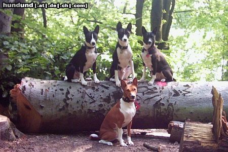 Basenji Freunde