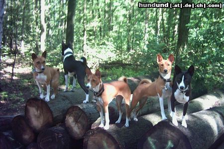 Basenji Basenji's im Grunewald/Berlin