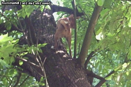 Basenji Kein Baum ist zu hoch 