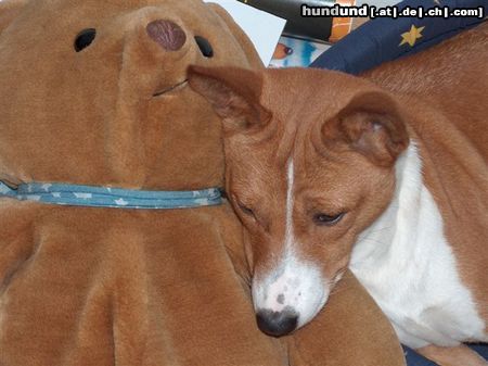 Basenji Amber wird bald Mama