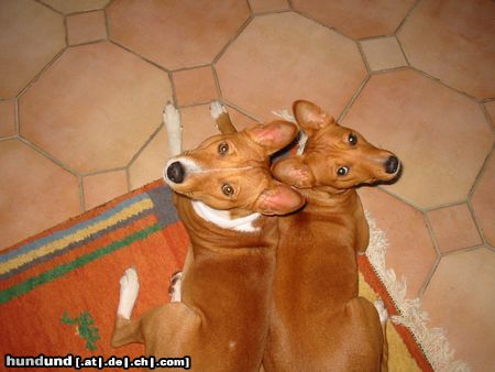 Basenji Ich habe dich lieb