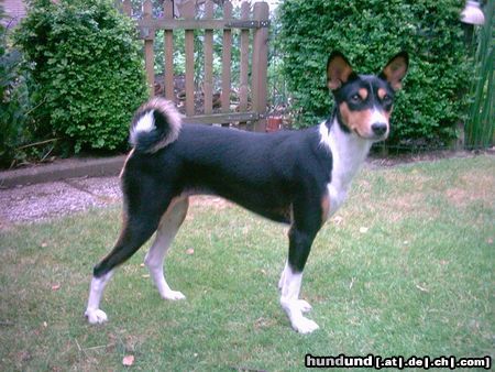 Basenji Arina, 18 Monate