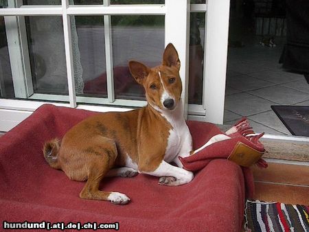 Basenji Bravos Puppy Alasan 