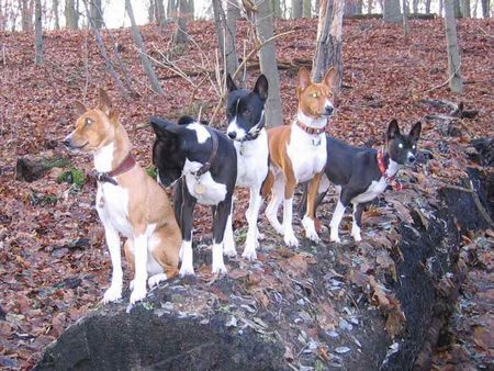 Basenji Berliner Basenjigang