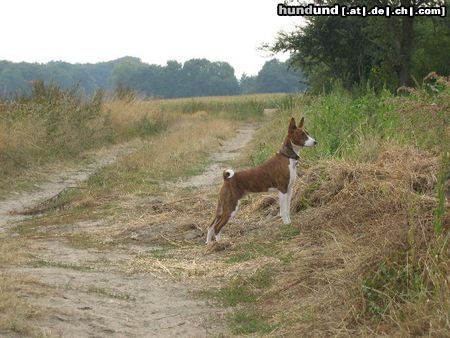 Basenji Tyler hat den Überblick