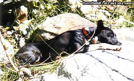 Basenji Luba in der Mittagssonne