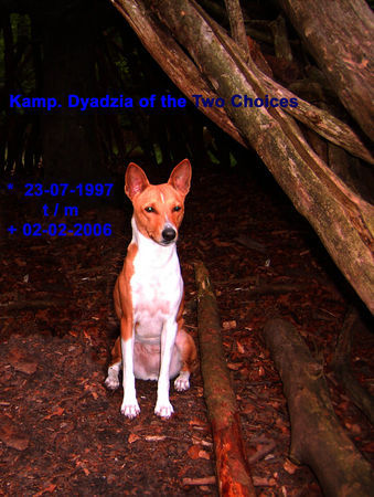 Basenji Ch. Dyadzia of the Two Choices