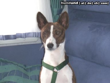 Basenji Escapades Bravo out of Africas Junge, Ken im WOMO