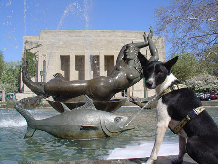 Basenji Nevyn am Lilly Library Fountain in Indiana University of Bloomington