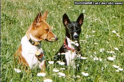 Basenji Ebo und Luba und Gänseblümchen